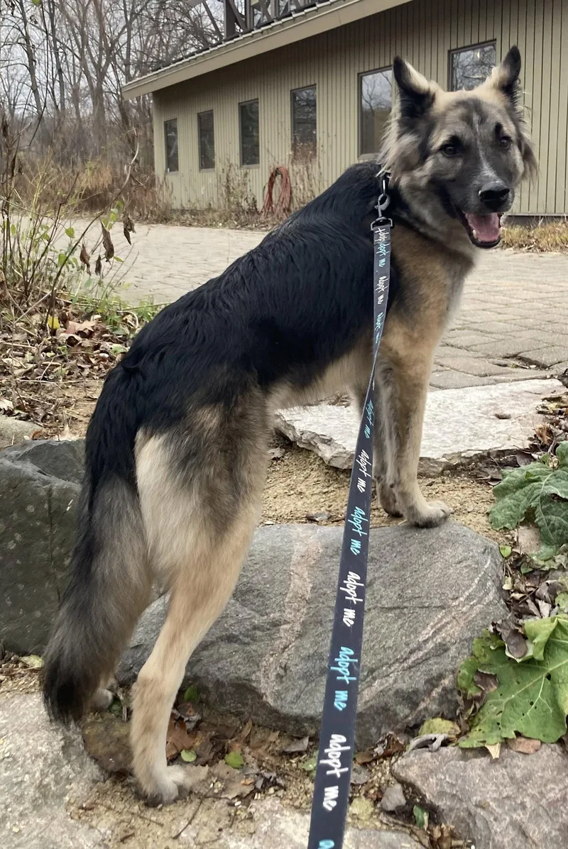 An adult medium-sized male Shepherd dog named Piper for adoption in Brooklyn Center, MN