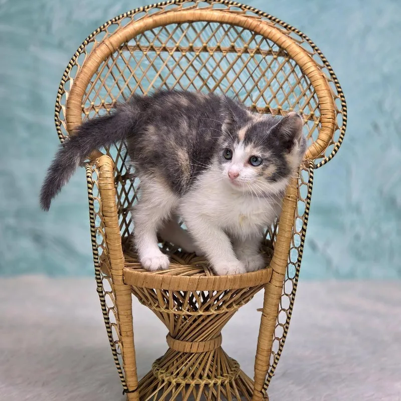 A baby small-sized female Calico Domestic Short Hair cat named Marinac for adoption in East Saint Louis, IL