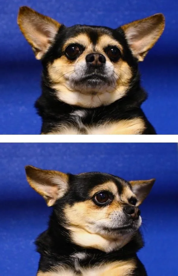 Chalupa