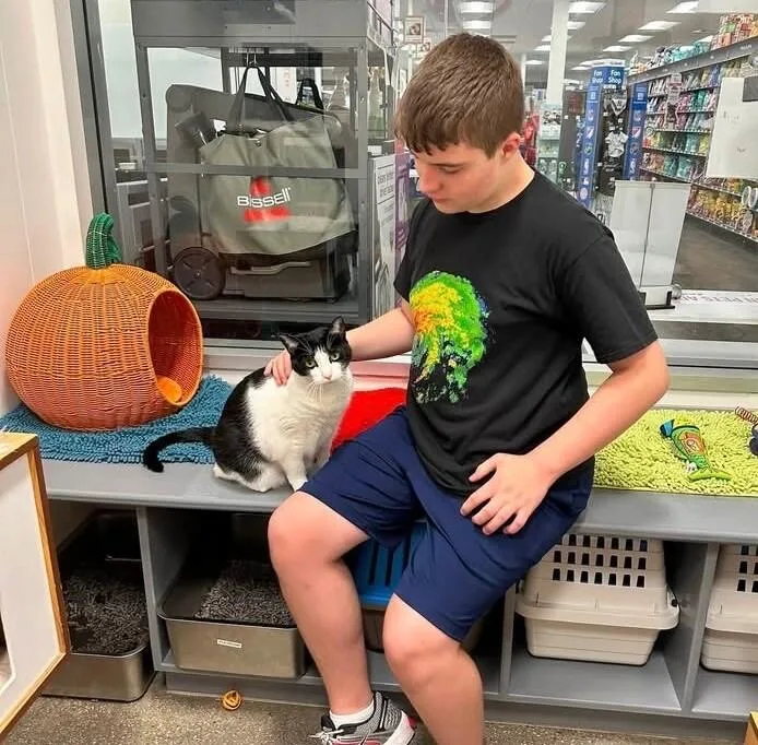 An adult medium-sized female Black Domestic Short Hair cat named Lainie for adoption in North Babylon, NY