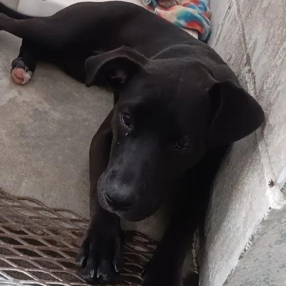 A young medium-sized female Pit Bull Terrier dog named Penny for adoption in Seymour, IN