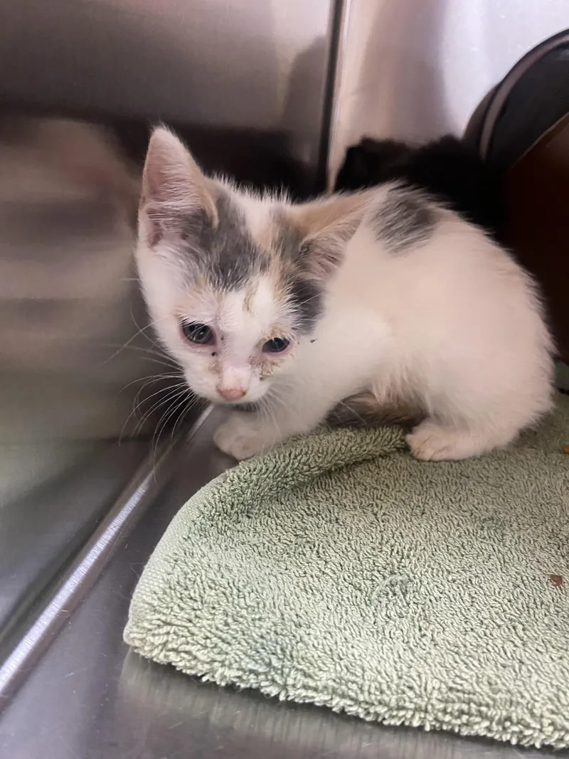 A baby medium-sized female Domestic Long Hair cat named Heidi for adoption in Ontario, NY