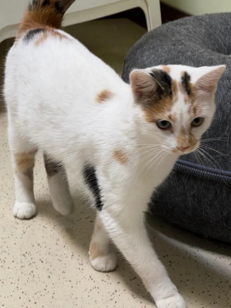 A young medium-sized female Domestic Short Hair cat named Winter for adoption in Amery, WI