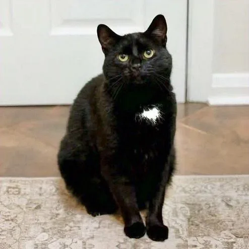 An adult medium-sized male Black Domestic Short Hair cat named Benson for adoption in Pittstown, NJ