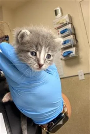A baby small-sized male Domestic Short Hair cat named Brie for adoption in Riverside, CA