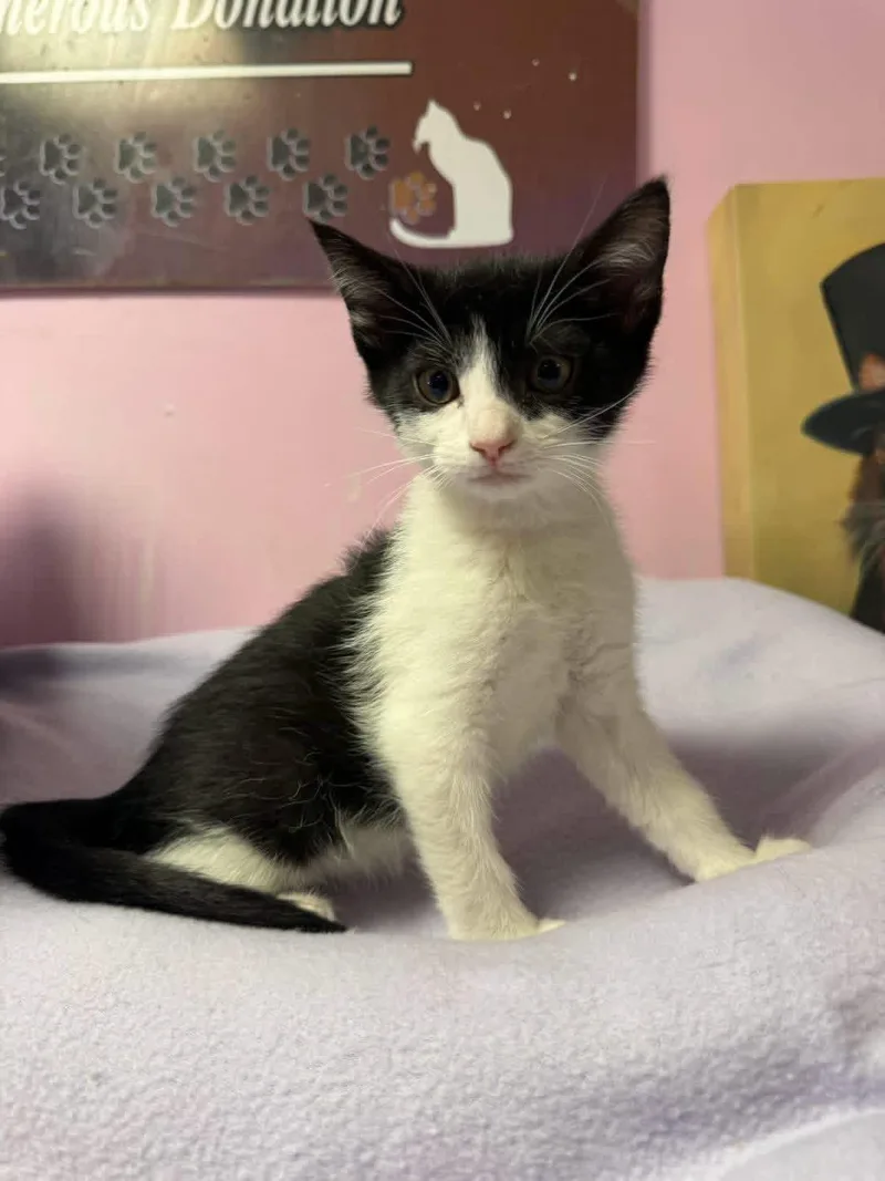A young small-sized female Black & White / Tuxedo Domestic Short Hair cat named Cookies and Cream for adoption in Freeport, NY
