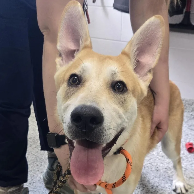 A young medium-sized male Yellow / Tan / Blond / Fawn German Shepherd Dog dog named Dingo for adoption in Allegan, MI