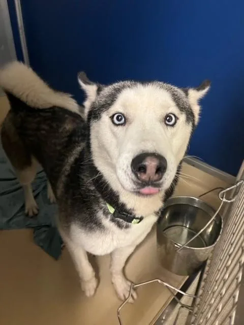 Apollo