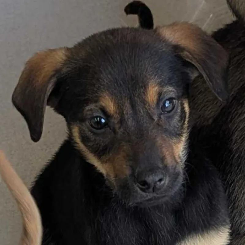 A baby medium-sized male Black Bloodhound dog named Discovery for adoption in Evansville, IN