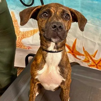 A baby medium-sized female Terrier dog named Praline for adoption in Gastonia, NC