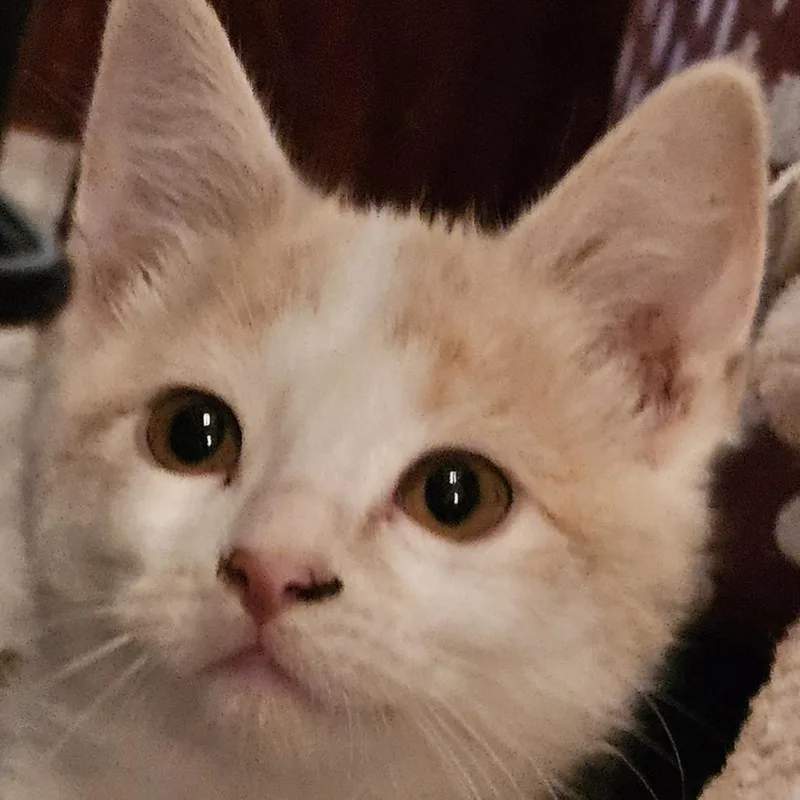 Cranberry thumbnail 2