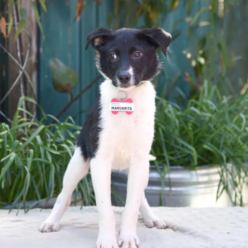 Margarita thumbnail 2