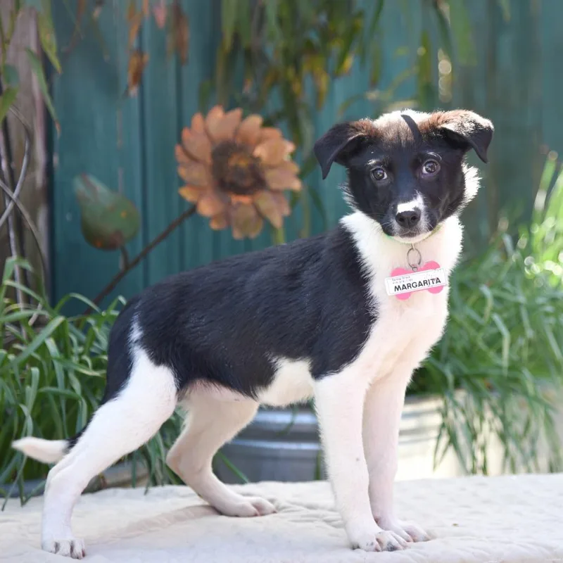 Margarita thumbnail 3