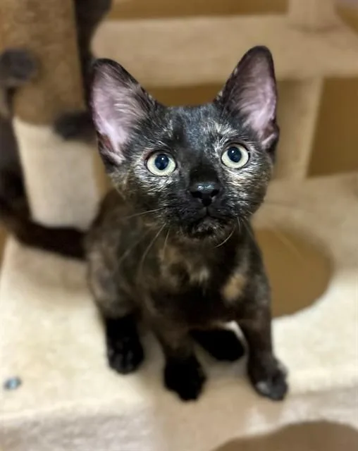 A baby small-sized female Domestic Short Hair cat named Libby for adoption in York, SC