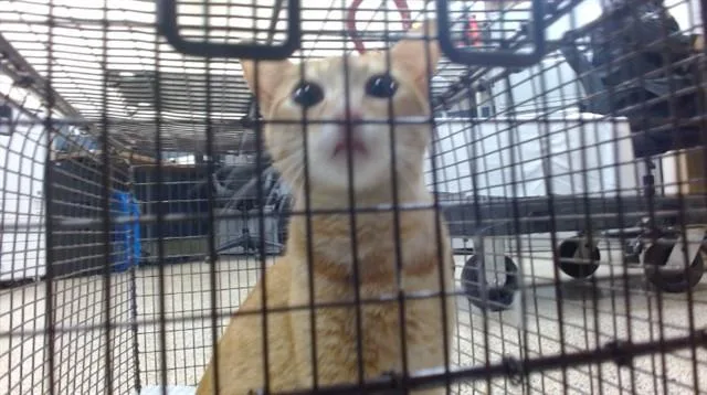 A young small-sized female Domestic Short Hair cat named Sunshine for adoption in Miami, FL