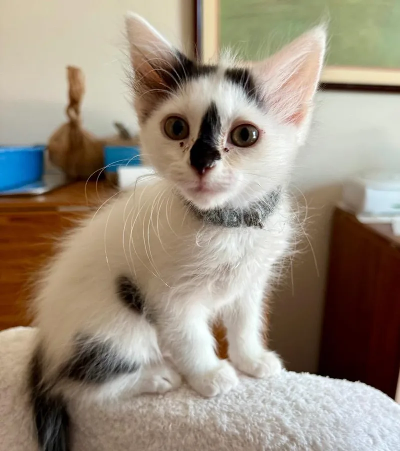 A young medium-sized female Domestic Long Hair cat named Penny for adoption in Columbia, IL