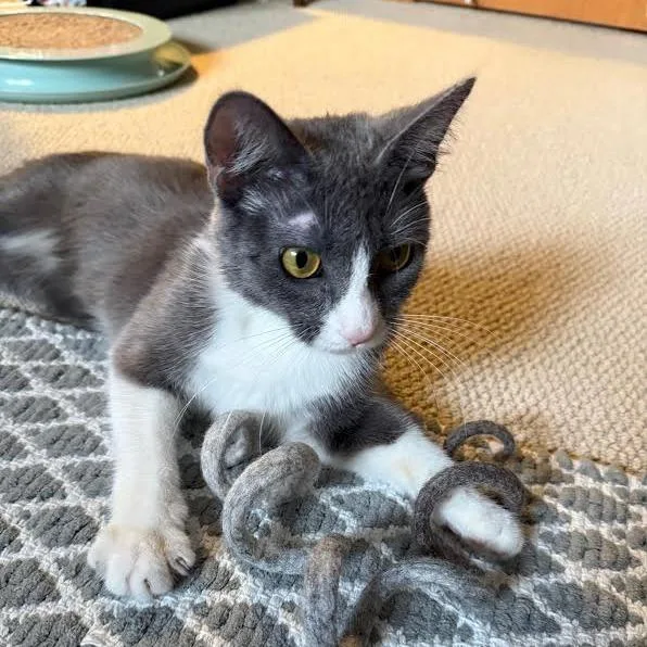A young medium-sized female Gray / Blue / Silver Domestic Short Hair cat named Konjori C for adoption in Minnetonka, MN