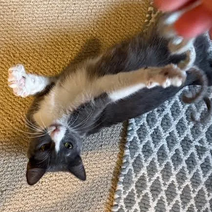 Konjori C thumbnail 2