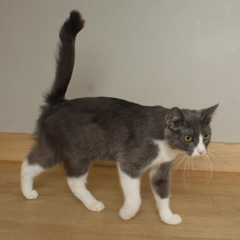 Konjori C thumbnail 3