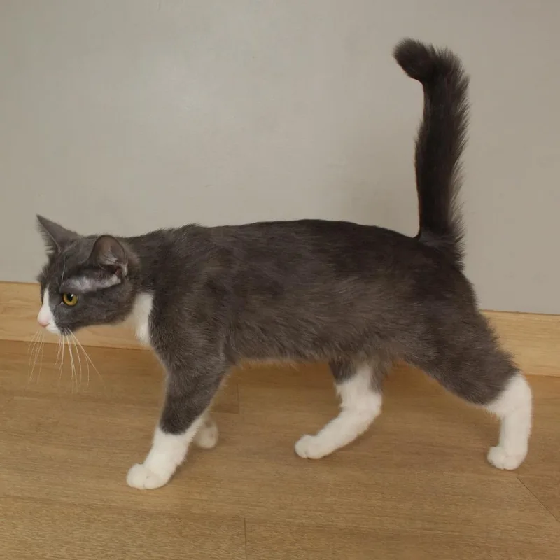 Konjori C thumbnail 4