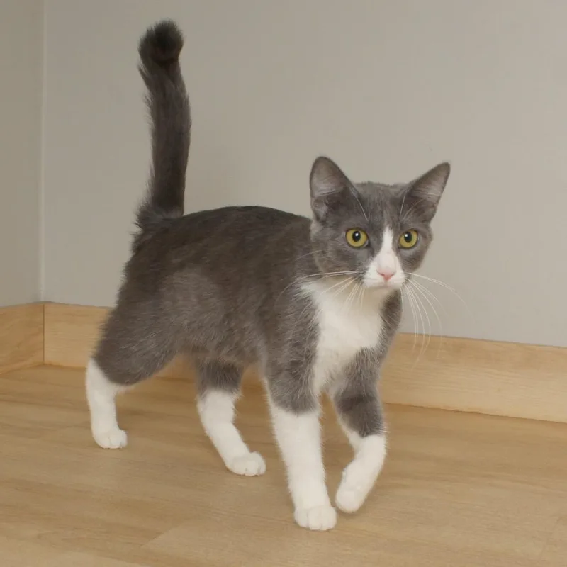 Konjori C thumbnail 5