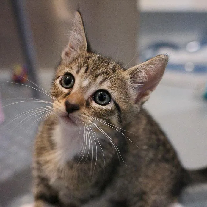 A baby small-sized female Brown / Chocolate Domestic Short Hair cat named Aspen for adoption in Bradenton, FL
