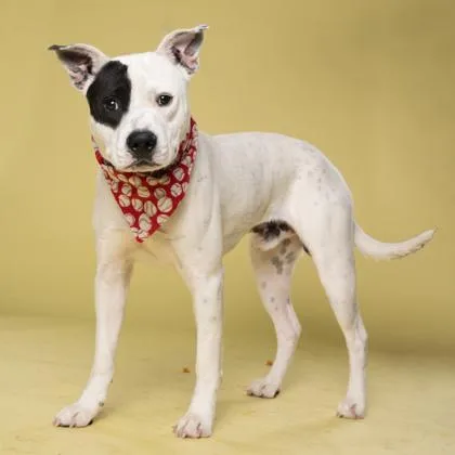 An adult medium-sized male Mixed Breed dog named Baymax for adoption in Atlanta, GA