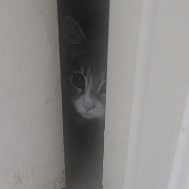 A baby medium-sized female Tabby (Gray / Blue / Silver) Tabby cat named Gracie for adoption in Richmond, VA