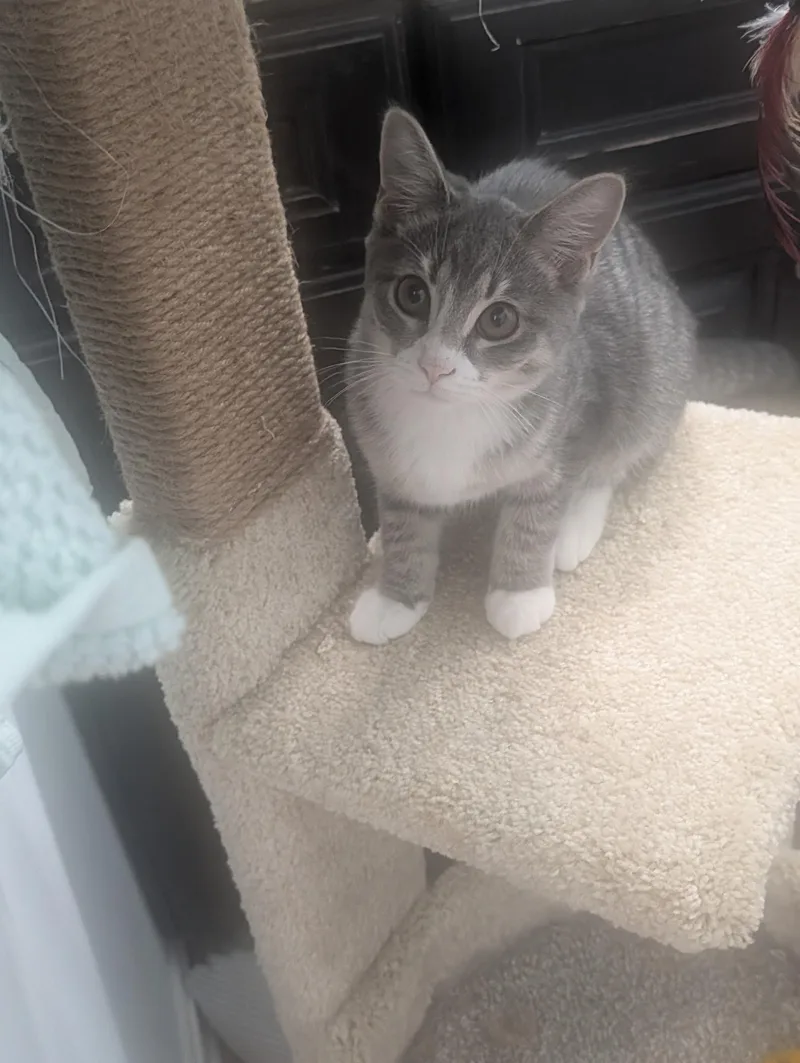 Gracie thumbnail 3