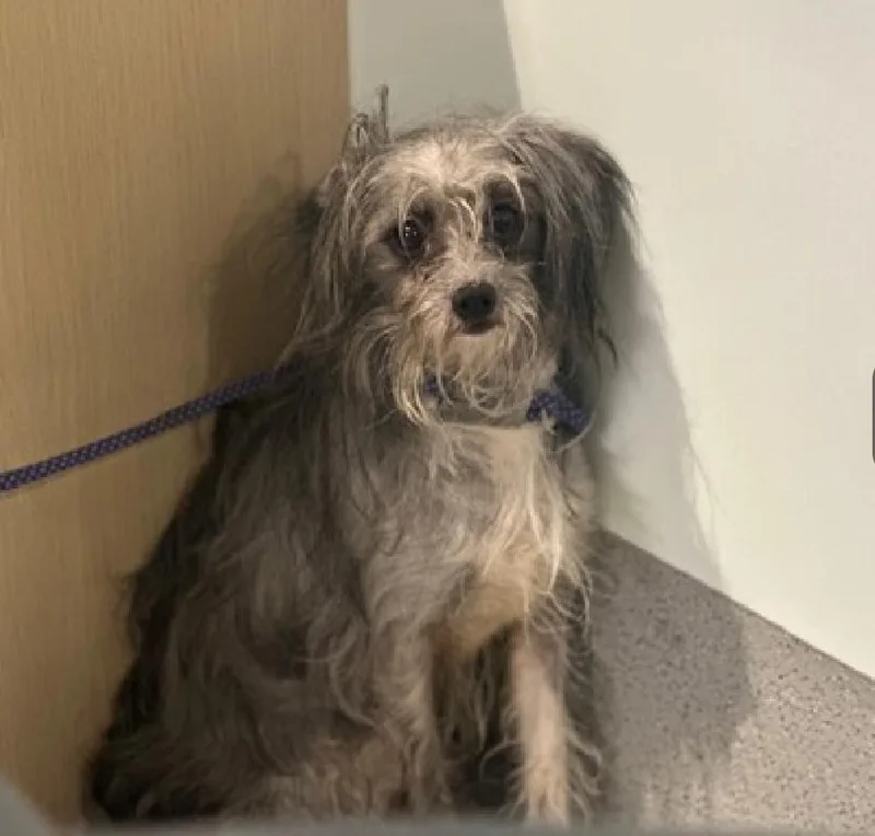 An adult small-sized female Gray / Blue / Silver Mixed Breed dog named Dandelion for adoption in New York, NY
