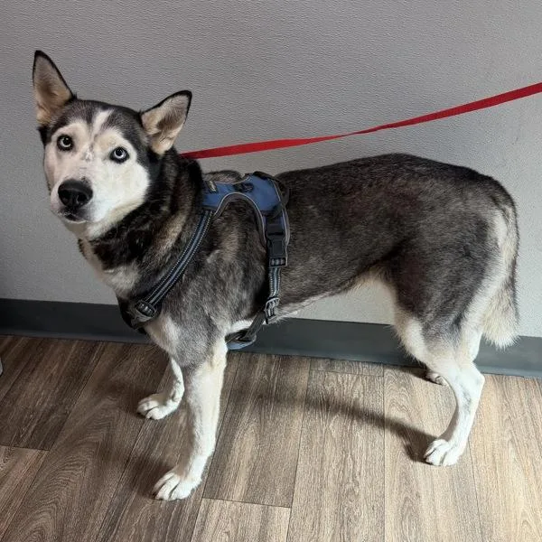 An adult large-sized female Siberian Husky dog named Christie for adoption in San Diego, CA