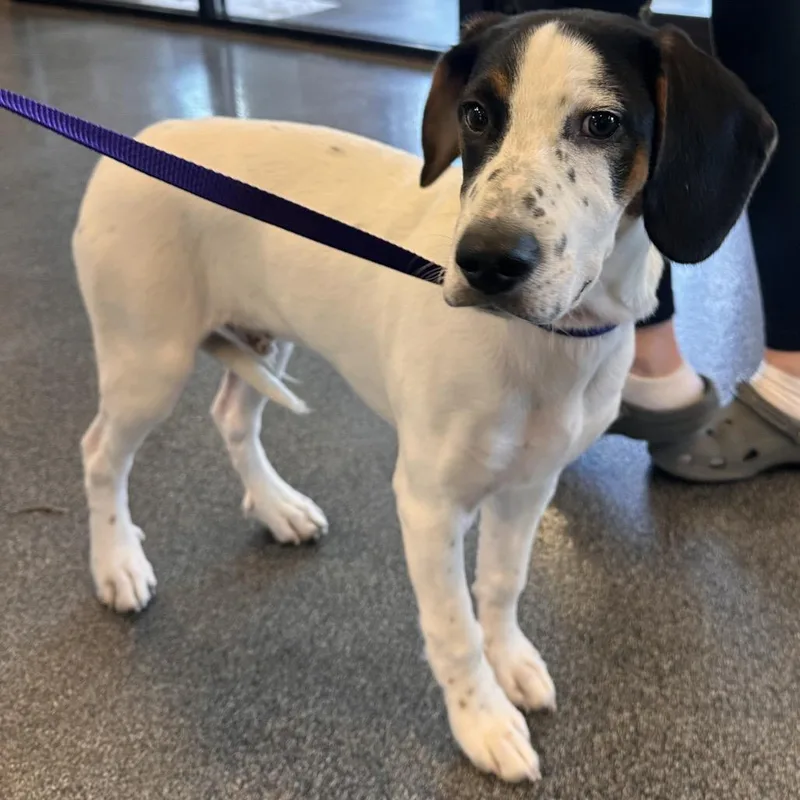 A baby medium-sized male White / Cream Hound dog named Inspector Gadget for adoption in Allentown, PA