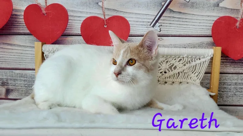 A young medium-sized male Buff / Tan / Fawn Domestic Short Hair cat named Gareth for adoption in Greensburg, PA