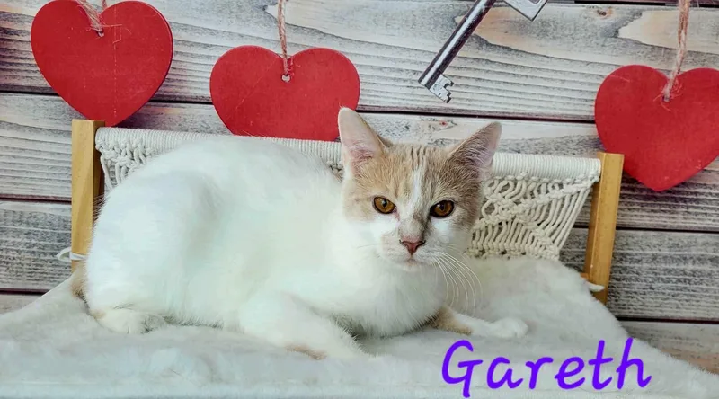 Gareth thumbnail 3