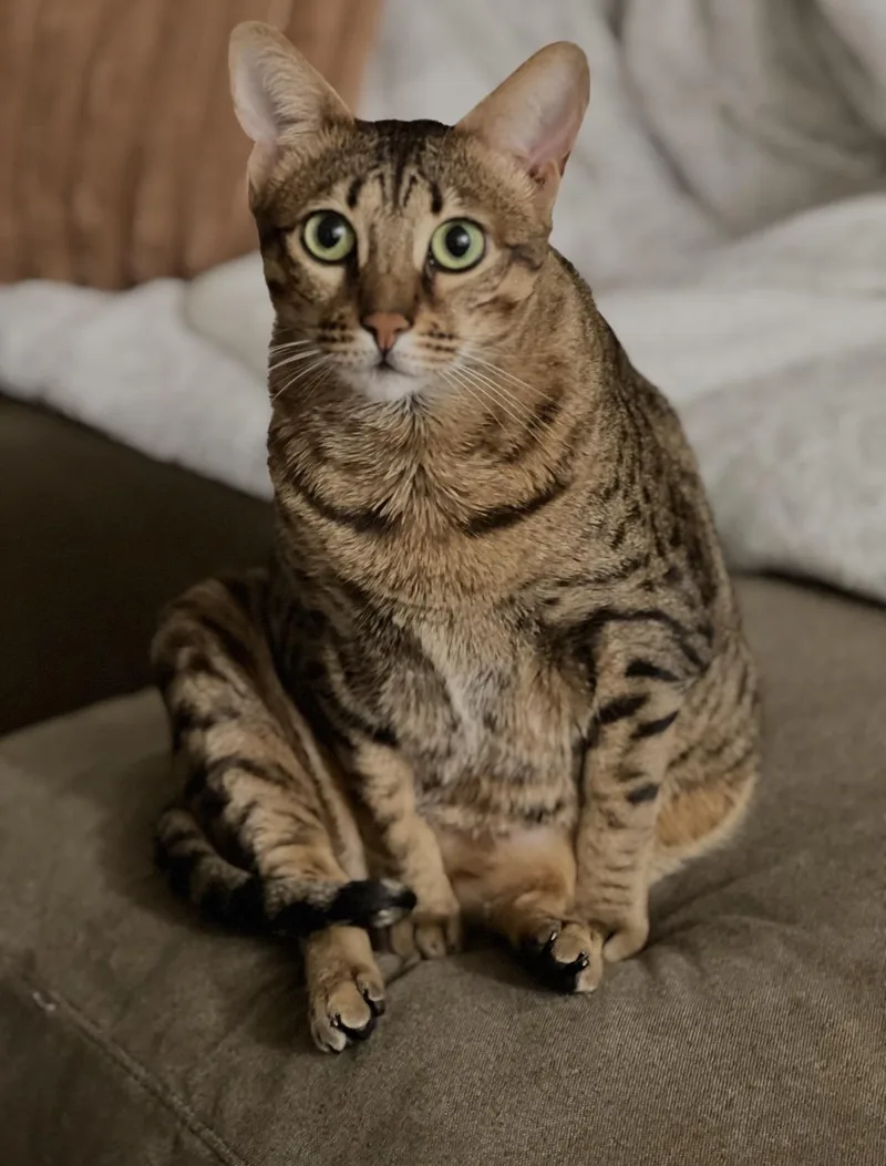 An adult medium-sized female Tabby (Brown / Chocolate) Domestic Short Hair cat named Mazzy for adoption in Nashville, TN