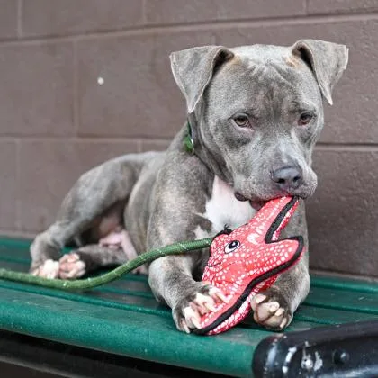 An adult large-sized female Mixed Breed dog named Candy for adoption in Chamblee, GA