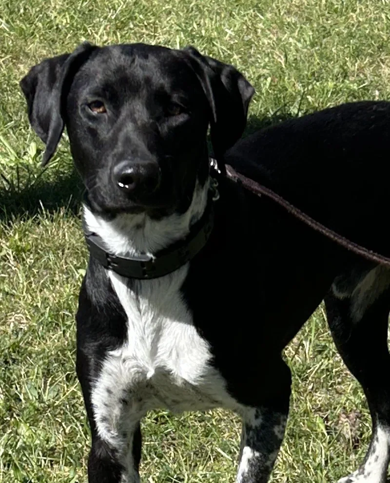 A young medium-sized male Black Dalmatian dog named Dax for adoption in Pottsville, PA