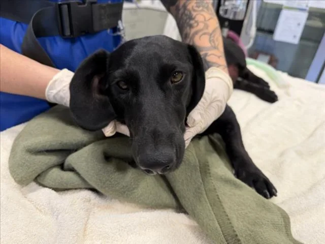 A baby medium-sized male Mixed Breed dog named Henri for adoption in Santa Fe, NM