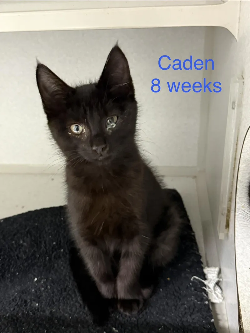 A baby small-sized male Domestic Short Hair cat named Caden for adoption in Fayetteville, WV