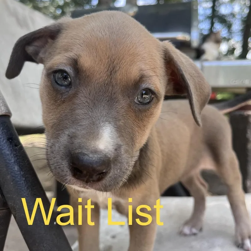 A baby medium-sized female Apricot / Beige American Staffordshire Terrier dog named Willow for adoption in Livingston, TX