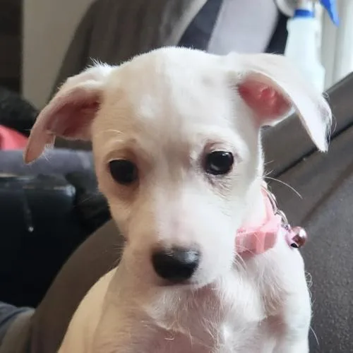 A baby small-sized female Chihuahua dog named Skipper for adoption in Twin lakes, WI