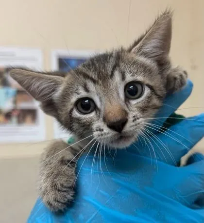 A baby small-sized male Domestic Short Hair cat named Ron for adoption in Honolulu, HI