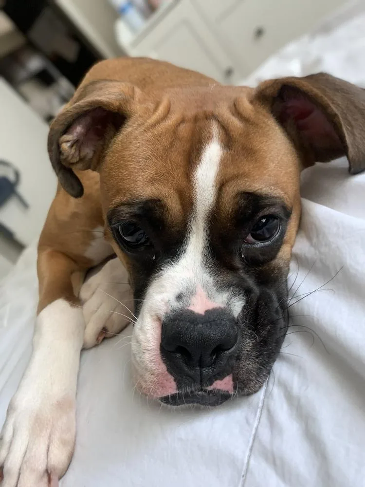 An adult medium-sized female Boxer dog named Winter Iii for adoption in Hewitt, TX