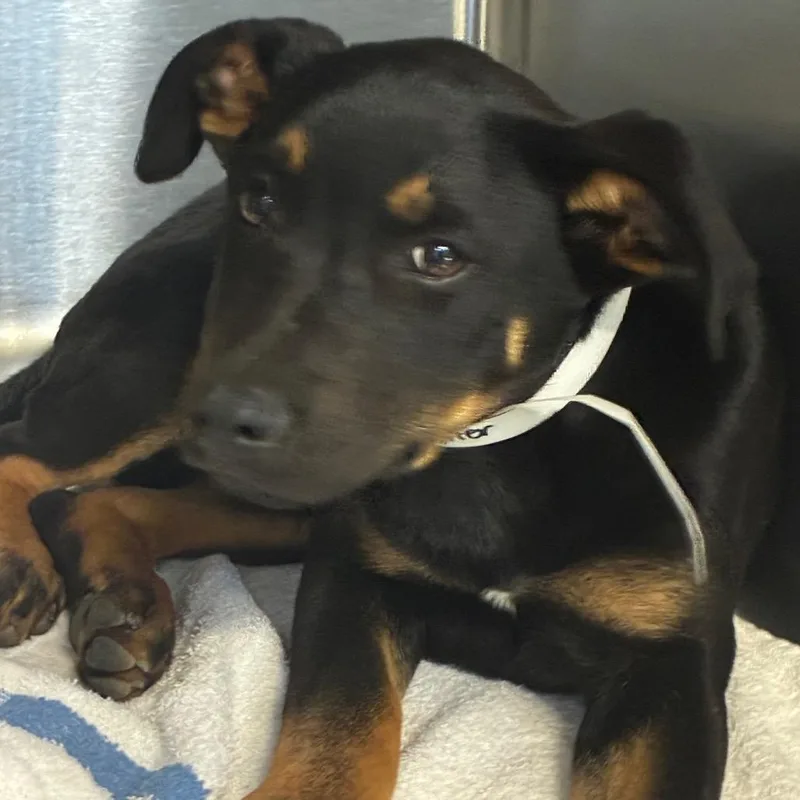 A baby small-sized female Pit Bull Terrier dog named Jupiter for adoption in Santa Barbara, CA