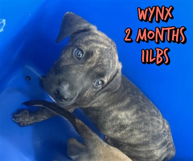 A baby medium-sized male Mixed Breed dog named Wynx for adoption in Holbrook, NY