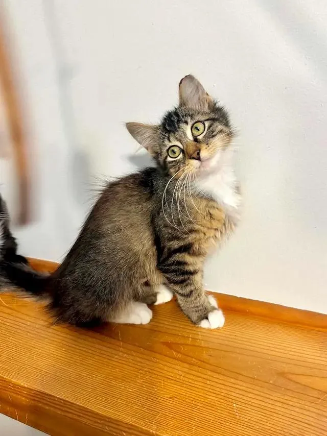 A baby medium-sized female Domestic Medium Hair cat named Trixy for adoption in Muskego, WI