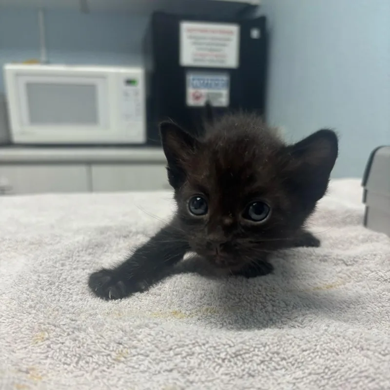 A baby small-sized female Black Domestic Short Hair cat named Sprinkles for adoption in Riverside, CA