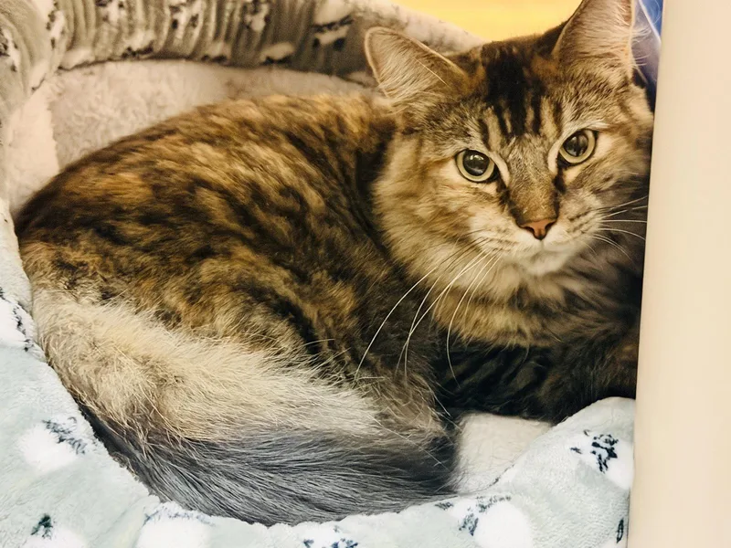 Cleo