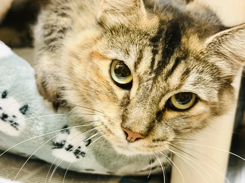 Cleo thumbnail 2