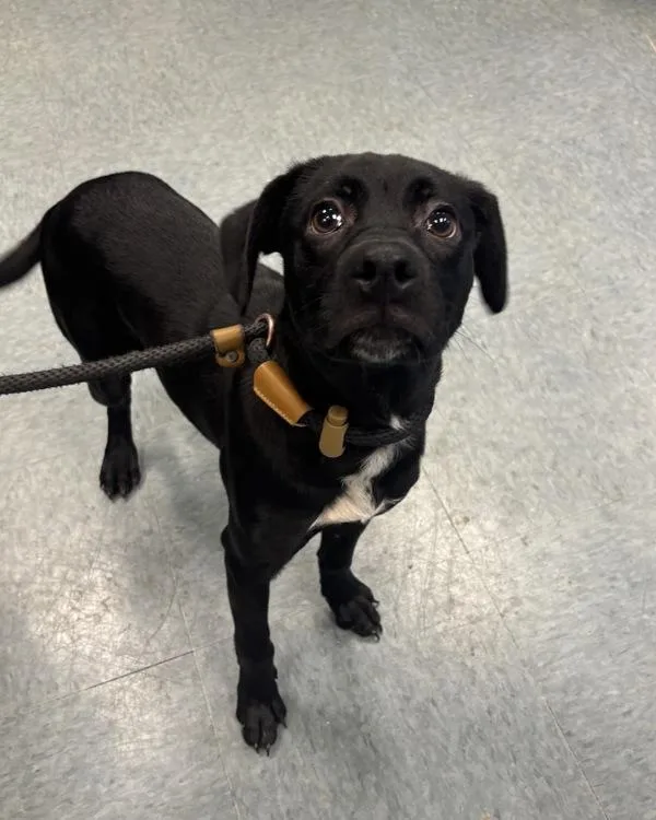 A young small-sized female Labrador Retriever dog named Poochums McDookums for adoption in Richmond, VA